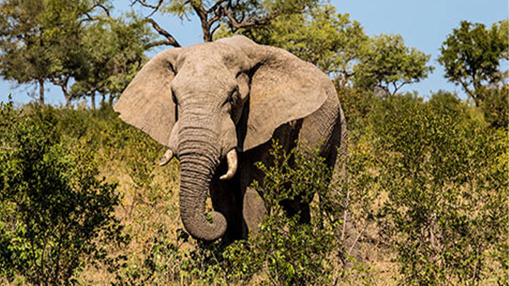 Image of an elephant
